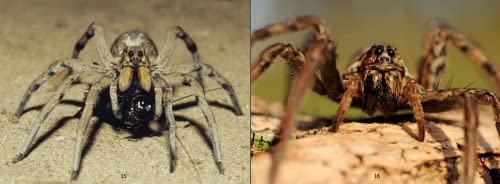 Uliaq's Amazing Animals: Wolf Spider: English Edition (Nunavummi Reading Series)