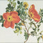The Rose: An Illustrated History