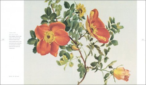 The Rose: An Illustrated History
