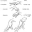 The Human Machine (Dover Anatomy for Artists)
