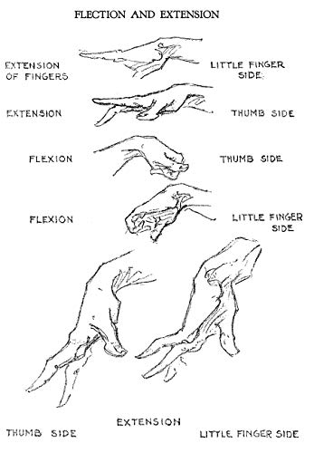 The Human Machine (Dover Anatomy for Artists)