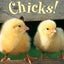 Chicks! (Step into Reading, Step 1)