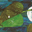 The Very Hungry Caterpillar Big Board Booke