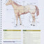 Laboratory Manual for Clinical Anatomy and Physiology for Veterinary Technicians