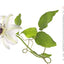 Seeing Flowers: Discover the Hidden Life of Flowers (Seeing Series)