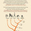 A Pocket History of Human Evolution: How We Became Sapiens