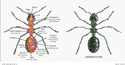 Ant (Bouncing Bugs)