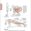 Bodyweight Strength Training Anatomy