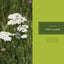 437 Edible Wild Plants of the Rocky Mountain West: Berries, Roots, Nuts, Greens, Flowers, and Seeds