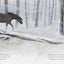 Winter's Gift
