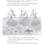 Dónde crece el dinero? / Where Does Money Grow? (Spanish Edition)