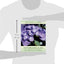 Hydrangeas for American Gardens
