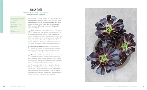 Essential Succulents: The Beginner's Guide