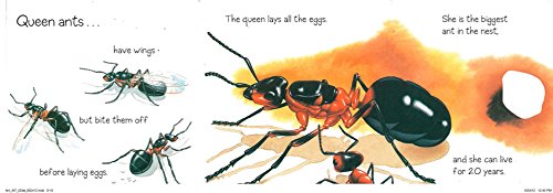 Ant (Bouncing Bugs)