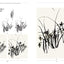 The Beginner's Guide to Chinese Painting: Plum, Orchid, Bamboo and Chrysanthemum
