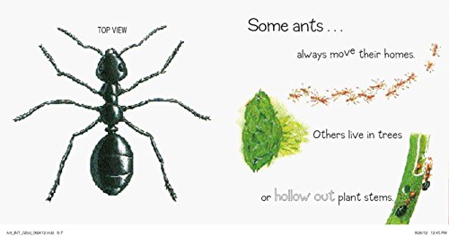Ant (Bouncing Bugs)