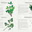 The Cook's Herb Garden: Grow, Harvest, Cook
