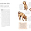 Do Unto Animals: A Friendly Guide to How Animals Live, and How We Can Make Their Lives Better