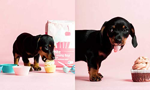 Healthy Homemade Dog Treats: More than 70 Simple & Delicious Treats for Your Furry Best Friend