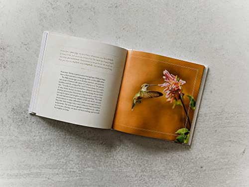In the Shadow of His Wings: 40 Uplifting Devotions Inspired by Birds