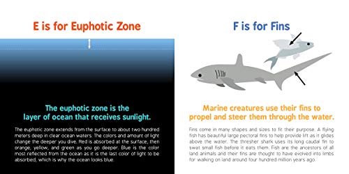 ABCs of Oceanography: Learn about Sea Creatures, Marine Biology, and More with this Essential Ocean Board Book from the #1 Science Author for Kids (Baby University)