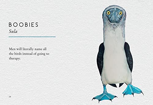 Tits, Boobies and Loons: ARE ORNITHOLOGISTS OK? 2022's funny new bird identification book, the humorous guide to spotting ornithology's most weird and wonderful birds