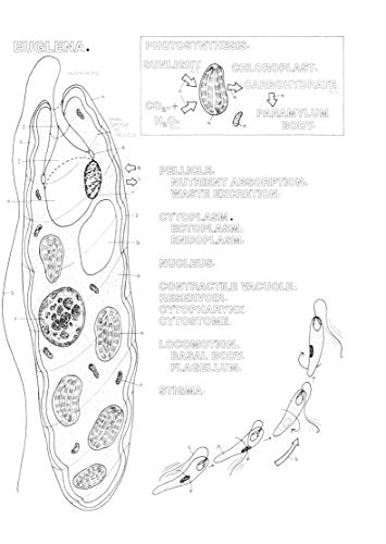 The Zoology Coloring Book
