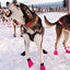 Dogs on the Trail: A Year in the Life