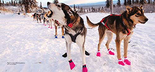 Dogs on the Trail: A Year in the Life