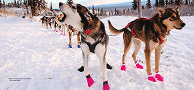 Dogs on the Trail: A Year in the Life
