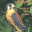 The American Kestrel: Falcon of Many Names