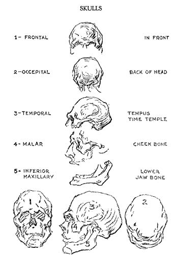 The Human Machine (Dover Anatomy for Artists)