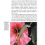 Green Anoles: From the Experts at Advanced Vivarium Systems (CompanionHouse Books)