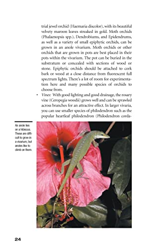 Green Anoles: From the Experts at Advanced Vivarium Systems (CompanionHouse Books)