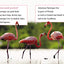 Ranger Rick: I Wish I Was a Flamingo (I Can Read Level 1)