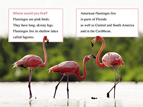 Ranger Rick: I Wish I Was a Flamingo (I Can Read Level 1)