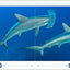 My First Book of Sharks: All About the Largest Fish in the Sea for Kids
