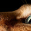 Feline: Photographs