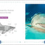 My First Book of Sharks: All About the Largest Fish in the Sea for Kids
