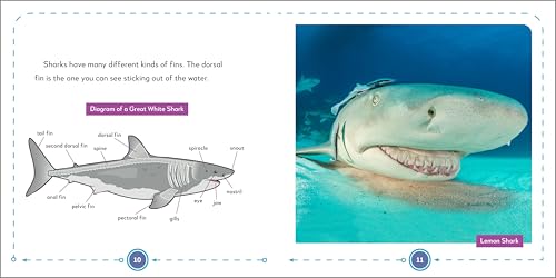 My First Book of Sharks: All About the Largest Fish in the Sea for Kids