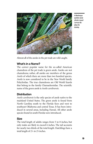 Green Anoles: From the Experts at Advanced Vivarium Systems (CompanionHouse Books)