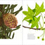 Trees Up Close: The Beauty of Their Bark, Leaves, Flowers, and Seeds (Seeing Series)