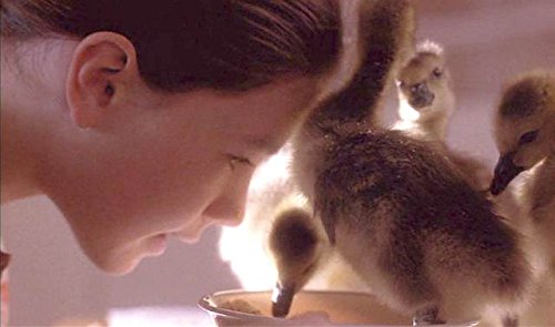 Fly Away Home: The Inspiring True Story of a Girl Who Became Mother to Orphaned Geese for Kids