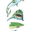 Sharks Tattoos (Dover Little Activity Books: Sea Life)