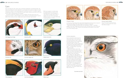 A-Z of Bird Portraits: An illustrated guide to painting beautiful birds