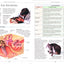Complete Cat Care Manual: The Essential, Practical Guide to All Aspects of Caring for Your Cat