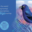 Birding for Babies: Migrating Birds: A Colors Book