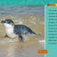 Adorable Animals (National Geographic Kids Readers, Level 2)