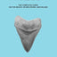 Hunting Fossil Shark Teeth In Venice, Florida: The Complete Guide: On The Beach, SCUBA Diving, and Inland