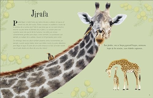 Antología de animales extraordinarios (An Anthology of Intriguing Animals) (DK Children's Anthologies) (Spanish Edition)